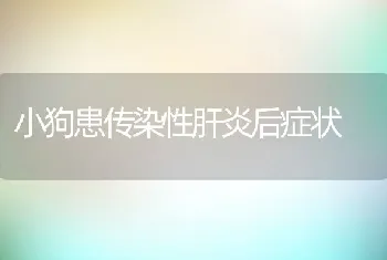 小狗患传染性肝炎后症状