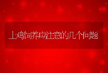 土鸡饲养应注意的几个问题