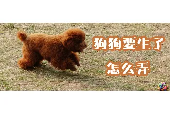 狗狗要生了怎么弄