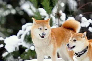 秋田犬怎么美容 秋田犬美容要点介绍