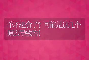 羊不进食了？可能是这几个原因导致的！