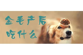 金毛产后吃什么