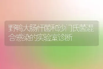 野鸭大肠杆菌和沙门氏菌混合感染的实验室诊断