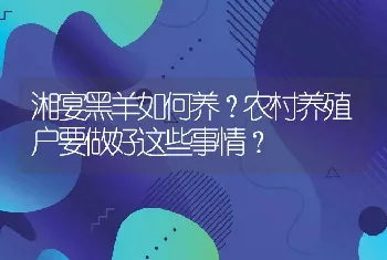 湘宴黑羊如何养？农村养殖户要做好这些事情？