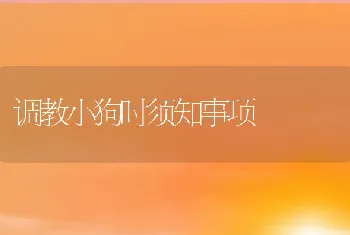 调教小狗时须知事项