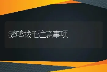 鹅鸭拔毛注意事项