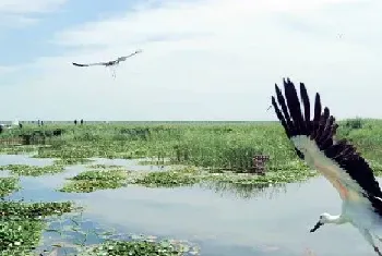 六项措施加大湿地保护力度 11种破坏湿地行为将被处罚