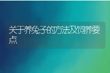 关于养兔子的方法及饲养要点