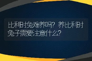 比利时兔难养吗？养比利时兔子需要注意什么？