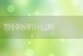 帮小狗剪指甲过程