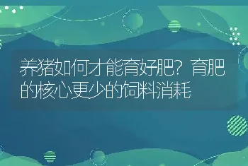 养猪如何才能育好肥？育肥的核心更少的饲料消耗