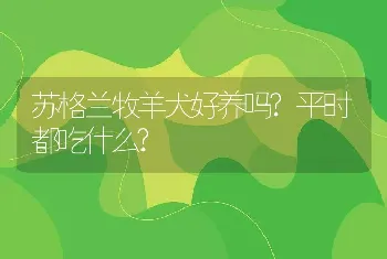 苏格兰牧羊犬好养吗?平时都吃什么?