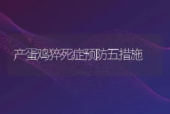 产蛋鸡猝死症预防五措施