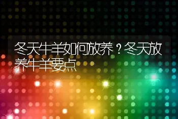 冬天牛羊如何放养？冬天放养牛羊要点