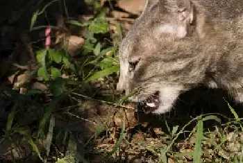 [猫猫图片]微镜头下的猫猫