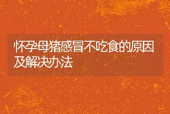 怀孕母猪感冒不吃食的原因及解决办法