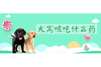 犬窝咳吃什么药