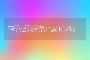 四季摇取采集蜂蜜的诀窍