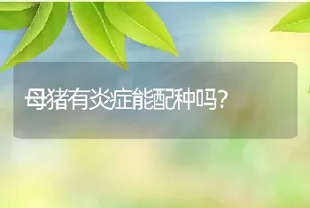 母猪有炎症能配种吗？