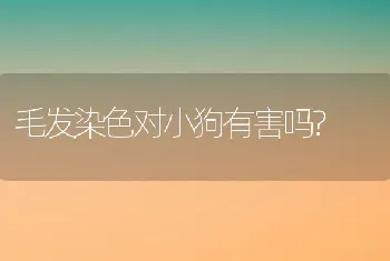 毛发染色对小狗有害吗?