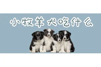 小牧羊犬吃什么