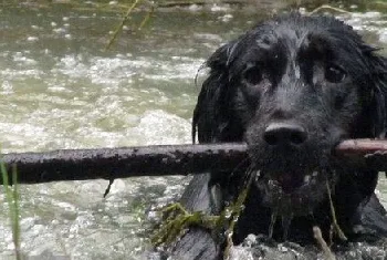 平毛寻回犬白内障症状是什么 平毛寻回猎犬白内障治疗方法