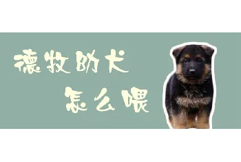 德牧幼犬怎么喂