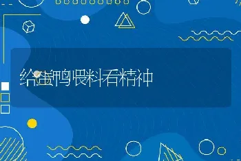 给蛋鸭喂料看精神