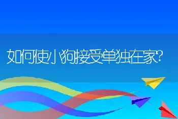 如何使小狗接受单独在家?