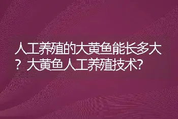 人工养殖的大黄鱼能长多大？大黄鱼人工养殖技术？