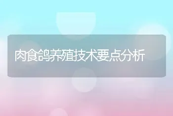 肉食鸽养殖技术要点分析