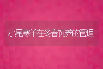 小尾寒羊在冬春饲养的管理