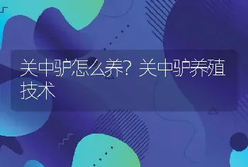 关中驴怎么养？关中驴养殖技术