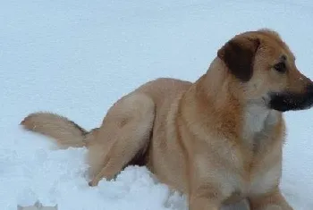 奇努克犬怎么养 奇努克犬饲养心得