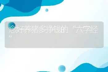 念好养猪多挣钱的“六字经”