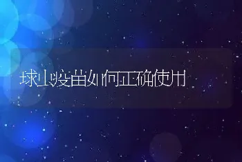 球虫疫苗如何正确使用