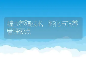 蝗虫养殖技术,孵化与饲养管理要点