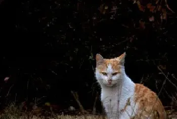 [流浪猫图片]流落在外的小猫