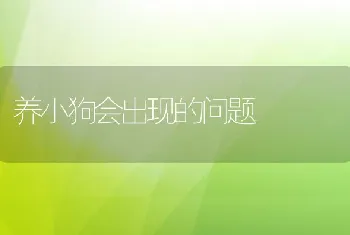 养小狗会出现的问题