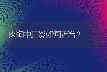 肉狗中耳炎如何防治？