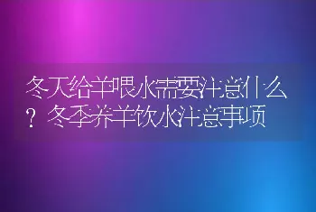 冬天给羊喂水需要注意什么？冬季养羊饮水注意事项