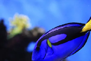 水族箱过滤器的常见安装方法