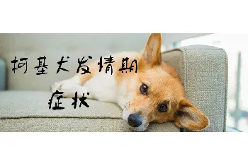 柯基犬发情期症状