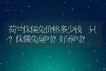 荷兰侏儒兔价格多少钱一只？侏儒兔臭吗？好养吗？