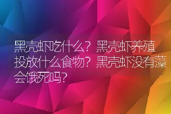 黑壳虾吃什么？黑壳虾养殖投放什么食物？黑壳虾没有藻会饿死吗？