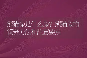 熊猫兔是什么兔？熊猫兔的饲养方法和注意要点