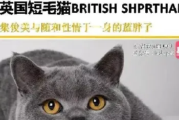 你知道的“蓝猫”有哪几种？