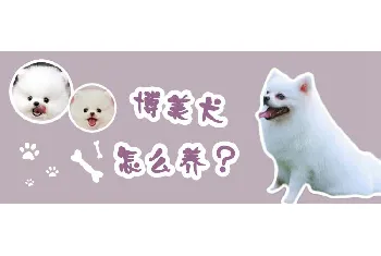 博美犬怎么养