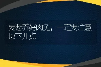 要想养好肉兔，一定要注意以下几点