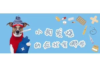 小狗发烧的症状有哪些